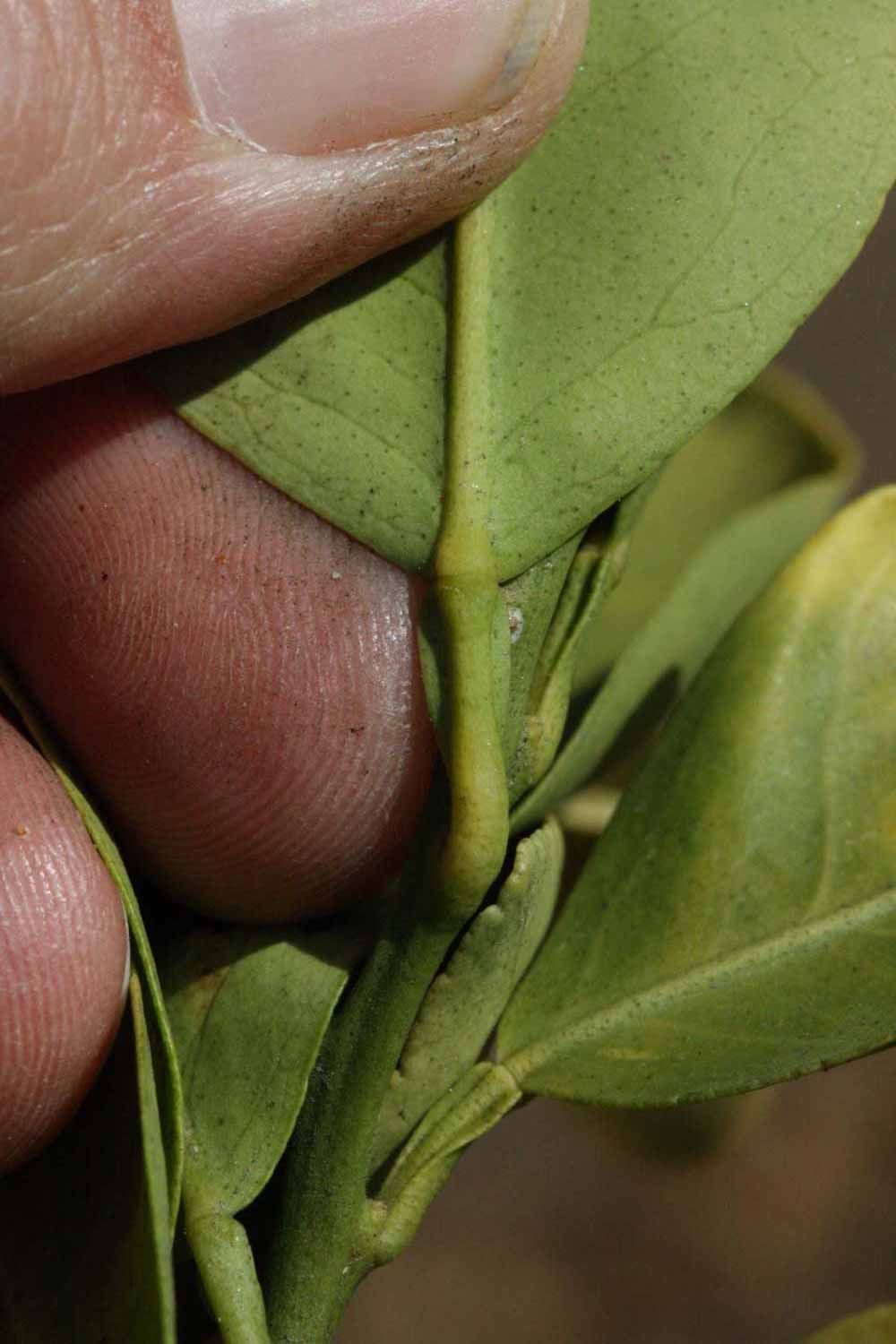              Petiole (Riverside, CA)       